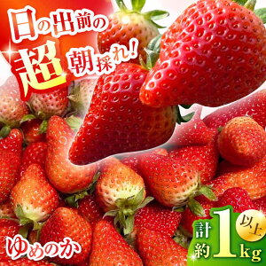 yӂ邳Ɣ[Łzy2026N1{`zyʌzu߂̂v 260g × 4P / C`S  t[c ʕ Yn E / 쓇s / O' Berry![SGA001]