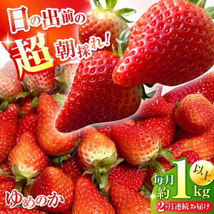 yӂ邳Ɣ[Łzy2ցz y2026N3E4͂zyʌzu߂̂v 260g × 4P / C`S  t[c ʕ Yn E / 쓇s / O' Berry![SGA003]