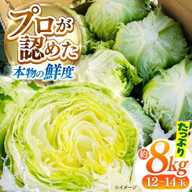 【ふるさと納税】【2026年12月〜発送】レタス 約8kg（12〜14玉）/ れたす 野菜 やさい / 南島原市 / 株式会社松尾青果[SGU005]