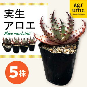 yӂ邳Ɣ[ŁzAG Aloe marlothii 5 ^/AO[ [EAI110] A ϗtA CeA c