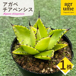 yӂ邳Ɣ[ŁzAgave chiapensis@AKx `AyVX 1 ^/AO[[EAI121] ϗtA A c A AKx  CeA