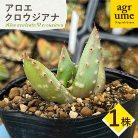 【ふるさと納税】【数量限定】 Aloe aculeata V crousiana　アロエ クロウジアナ 1株 長与町/アグリューム[EAI122]