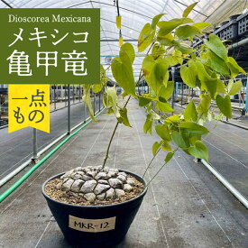 【ふるさと納税】Dioscorea Mexicana メキシコ亀甲竜 (個体番号MKR-12) 長与町/アグリューム[EAI123]