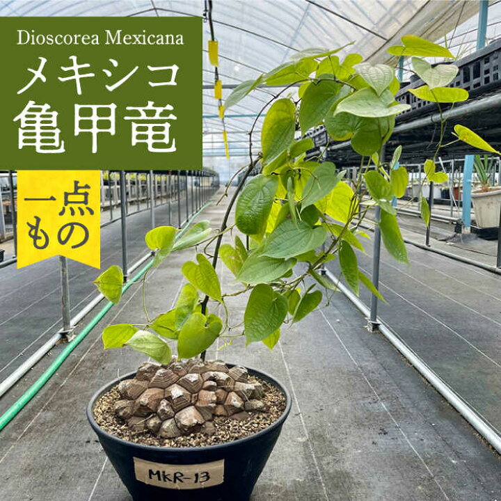 楽天市場】【ふるさと納税】Dioscorea Mexicana メキシコ亀甲竜 (個体 
