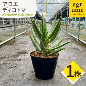 yӂ邳Ɣ[ŁzAG fBRg} 1 ^^AO[ Aloidendron dichotomumiAloe dichotomaj[EAI138] AGfBRg} 낦łƂ A  퉷 ^ Y