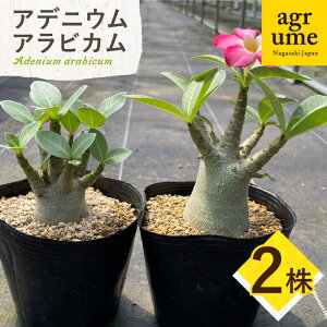 yӂ邳Ɣ[ŁzAdenium arabicum AfjE ArJ 2 ^/AO[[EAI157] AfjE ArJ łɂ т A G  퉷  Y 2