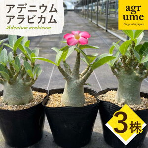 yӂ邳Ɣ[ŁzAdenium arabicum AfjE ArJ 3 ^/AO[[EAI158] AfjE ArJ łɂ т A G  퉷  Y 3