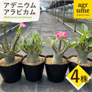 yӂ邳Ɣ[ŁzAdenium arabicum AfjE ArJ 4 ^/AO[[EAI159] AfjE ArJ łɂ т A G  퉷  Y 4