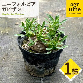 【ふるさと納税】ユーフォルビア 峨眉山（ガビザン）Euphorbia Gabisan 1株 長与町/アグリューム[EAI171] ユーフォルビア ガビザン ゆーふぉるびあ がびざん 植物 おしゃれ 雑貨 送料無料 国産 常温 1株