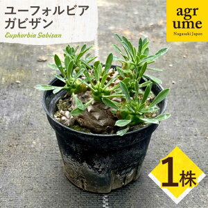 yӂ邳Ɣ[Łz[tHrA RiKrUjEuphorbia Gabisan 1 ^/AO[[EAI171] [tHrA KrU [ӂт т A  G  Y 퉷