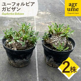 【ふるさと納税】ユーフォルビア 峨眉山（ガビザン）Euphorbia Gabisan 2株 長与町/アグリューム[EAI172] ユーフォルビア ガビザン ゆーふぉるびあ がびざん 植物 おしゃれ 雑貨 送料無料 国産 常温 2株