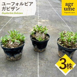 yӂ邳Ɣ[Łz[tHrA RiKrUjEuphorbia Gabisan 3 ^/AO[[EAI173 ][tHrA KrU [ӂт т A  G  Y 퉷