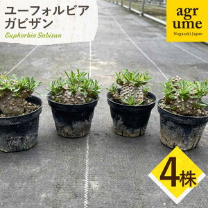 yӂ邳Ɣ[Łz[tHrA RiKrUjEuphorbia Gabisan 4 ^/AO[[EAI174] [tHrA KrU [ӂт т A  G  Y 퉷