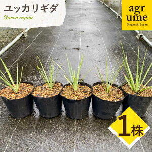yӂ邳Ɣ[ŁzYucca rigida bJ M_ 1 ^/AO[[EAI183] bJ M_  肬 A  G  Y 퉷 1
