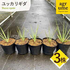 yӂ邳Ɣ[ŁzYucca rigida bJ M_ 3 ^/AO[[EAI184] bJ M_  肬 A  G  Y 퉷 3