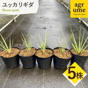 yӂ邳Ɣ[ŁzYucca rigida bJ M_ 5 ^/AO[[EAI185] bJ M_  肬 A  G  Y 퉷 3