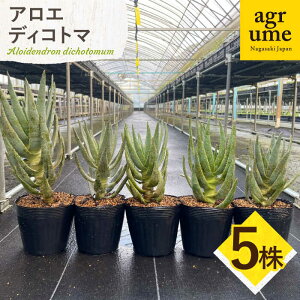 yӂ邳Ɣ[ŁzAG fBRg} 5 Aloidendron dichotomumiAloe dichotomaj^/AO[[EAI192] AG fBRg} 낦 łƂ A G   Y 퉷 5
