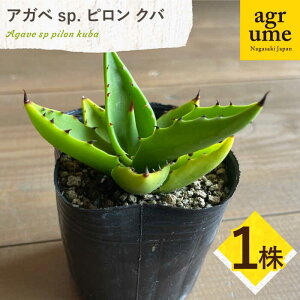 yӂ邳Ɣ[ŁzAKx sp. s No 1 Agave sp pilon kuba ^/AO[[EAI203]  ҂  A  G CeA lC   퉷 AO[ ^