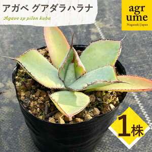 yӂ邳Ɣ[ŁzAKx OA_ni 1 Agave guadalajarana ^/AO[[EAI204]  ͂ A  G CeA lC   퉷 AO[ 
