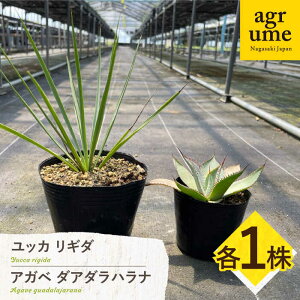 yӂ邳Ɣ[ŁzbJ M_  AKx OA_ni Yucca rigida  Agave guadalajarana e1 ^/AO[[EAI205]  肫   ͂ A  G Ce