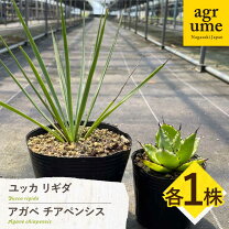 楽天市場】ユッカ リギダ（花・観葉植物｜花・ガーデン・DIY）の通販