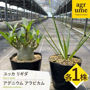 yӂ邳Ɣ[ŁzAfjE ArJ  bJ M_ e1 Adenium arabicum  Yucca rigida ^/AO[[EAI207] AfjE ArJ  bJ M_ łɂ т 