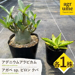 yӂ邳Ɣ[ŁzAfjE ArJ  AKx sp. s No e1 Adenium arabicum  Agave sp pilon kuba ^/AO[[EAI208] AfjE ArJ  AKx sp. s No łɂ