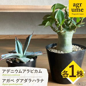 yӂ邳Ɣ[ŁzAfjE ArJ  AKx OA_ni Adenium arabicum  Agave guadalajarana e1 ^/AO[[EAI210] AfjE ArJ  AKx OA_ni łɂ 