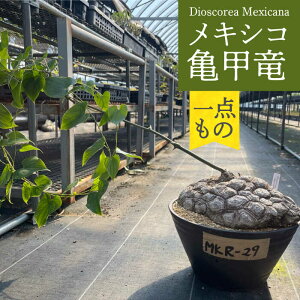 yӂ邳Ɣ[ŁzDioscorea Mexicana LVRTb i̔ԍMKR-29j ^/AO[[EAI212] Tb イ LbREE A _  퉷 ^ Y A 