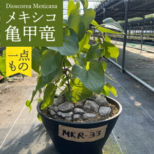 yӂ邳Ɣ[ŁzDioscorea Mexicana LVRTb i̔ԍMKR-33j ^/AO[[EAI216] Tb イ LbREE A _  퉷 ^ Y A 