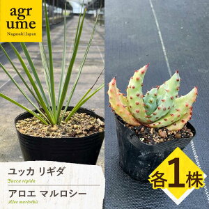 yӂ邳Ɣ[ŁzbJ M_  AG }V[ e1@^/AO[@ Yucca rigida  Aloe marlothii ^/AO[[EAI219] 肫  낦 ܂낵[ A _ 