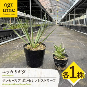 yӂ邳Ɣ[ŁzbJ M_  TZxA {ZVXh[t e1 Yucca rigida  sansevieria boncellensis dwarf ^/AO[@[EAI220]