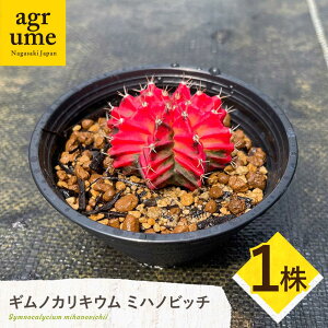 yӂ邳Ɣ[ŁzMmJLE ~nmrb` 1 Gymnocalycium mihanovichii ^/AO[[EAI222]