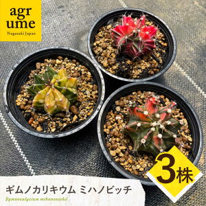 yӂ邳Ɣ[ŁzMmJLE ~nmrb` 3 Gymnocalycium mihanovichii ^/AO[[EAI223]
