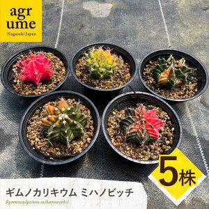 yӂ邳Ɣ[ŁzMmJLE ~nmrb` 5 Gymnocalycium mihanovichii ^/AO[[EAI224]