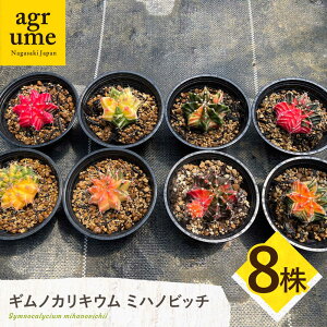yӂ邳Ɣ[ŁzMmJLE ~nmrb` 8 Gymnocalycium mihanovichii ^/AO[[EAI225]