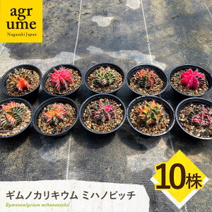 yӂ邳Ɣ[ŁzMmJLE ~nmrb` 10 Gymnocalycium mihanovichii ^/AO[[EAI226]