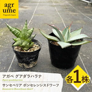 yӂ邳Ɣ[ŁzTZxA {ZVXh[t  AKx OA_ni e1 sansevieria boncellensis dwarf  Agave guadalajarana ^/AO[[EAI237]