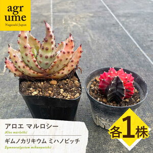 yӂ邳Ɣ[ŁzMmJLE ~nmrb`  AG }V[ e1 Gymnocalycium mihanovichii  Aloe marlothii ^/AO[[EAI241]
