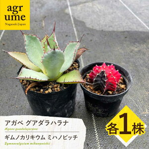 yӂ邳Ɣ[ŁzMmJLE ~nmrb`  AKx OA_ni e1 Gymnocalycium mihanovichii Agave guadalajarana ^/AO[[EAI242]