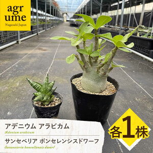 yӂ邳Ɣ[ŁzTZxA {ZVXh[t  AfjE ArJ e1 sansevieria boncellensis dwarf  Adenium arabicum ^/AO[[EAI244]