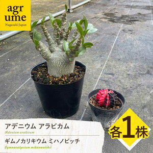 yӂ邳Ɣ[ŁzMmJLE ~nmrb`  AfjE ArJ e1 Gymnocalycium mihanovichii  Adenium arabicum ^/AO[[EAI245]