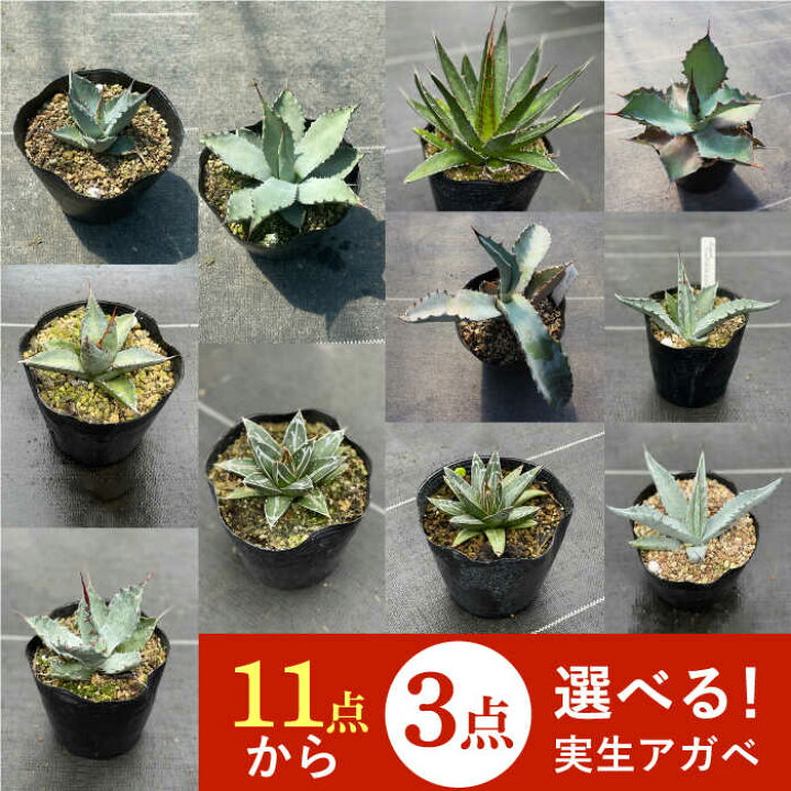 楽天市場 ふるさと納税 限定セット 12種類の中から選べる 実生 アガベ 3点 長与町 アグリューム Eai054 植物 観葉植物 多肉植物 インテリア 緑 雑貨 園芸 ガーデニング 長崎県長与町