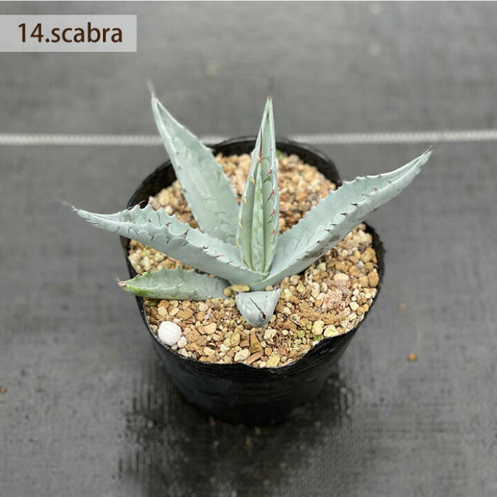 楽天市場 ふるさと納税 限定セット 14種類の中から選べる 実生 アガベ 5点 長与町 アグリューム Eai055 植物 観葉植物 多肉植物 インテリア 緑 雑貨 園芸 ガーデニング 長崎県長与町