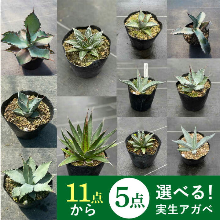楽天市場 ふるさと納税 限定セット 14種類の中から選べる 実生 アガベ 5点 長与町 アグリューム Eai055 植物 観葉植物 多肉植物 インテリア 緑 雑貨 園芸 ガーデニング 長崎県長与町