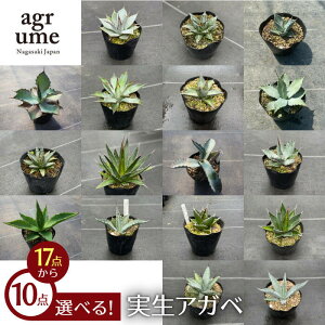 アガベ 観葉植物の人気商品 通販 価格比較 価格 Com アガベ 観葉植物の人気商品 通販 価格比較 価格 Com