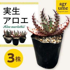yӂ邳Ɣ[ŁzAG Aloe marlothii 3 ^/AO[ [EAI087] ϗtA AKx A c