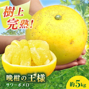 yӂ邳Ɣ[ŁzyʌzT[|  5kg [2026N3蔭[ ^/ a_ [EBY004] T[| s\ Y k ʕ  U t[c  茧Y ^