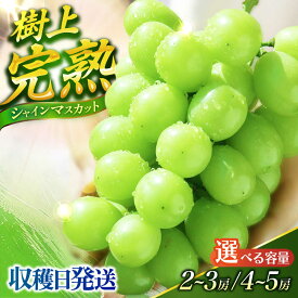 【ふるさと納税】【先行予約】選べる容量）シャインマスカット【ご家庭用】ー2026年9月より発送ーぶどう シャインマスカット しゃいんますかっと マスカット ますかっと 長崎県産 長与町 産地直送 果物 フルーツ 大粒 完熟 季節限定 先行予約| 長与町|果豊園 [ECL005]