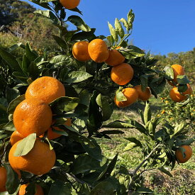 【ふるさと納税】【訳あり】【数量限定】長崎県時津町産 青島温州みかん 約10kg わけあり ご家庭用 蜜柑 みかん 柑橘 果物 フルーツ 長崎県産 九州産 送料無料【2026年1月上旬～2月下旬発送予定】